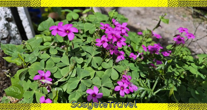 İngilizce Çiçek, Ağaç ve Bitki İsimleri ve Türkçe Çevirisi