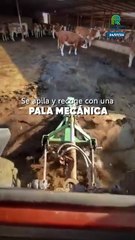 La granja del futuro: recicla desechos del ganado para la agricultura