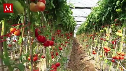 Productores de jitomate mexicano en riesgo tras el arancel de 17% al producto