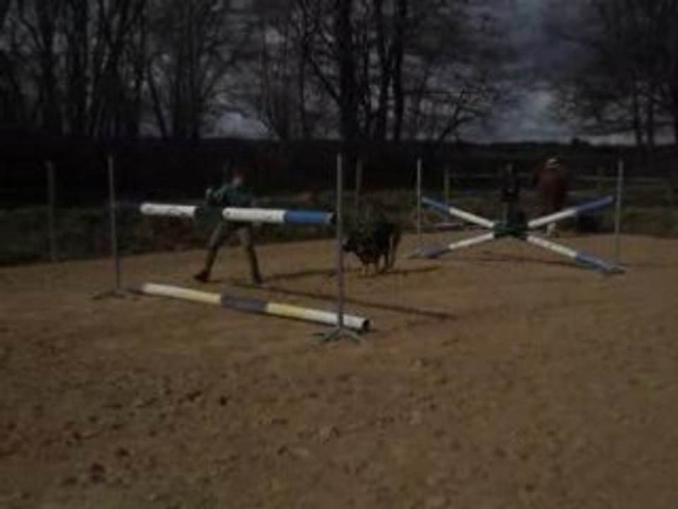 Alka, chien d'obstacle