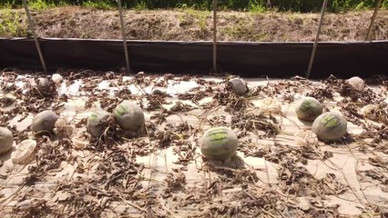 폭우·폭염에 수박값 껑충...농작물 피해에 물가까지 / YTN