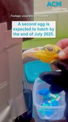 Zookeepers in Prague use a puppet to raise vulture chick
