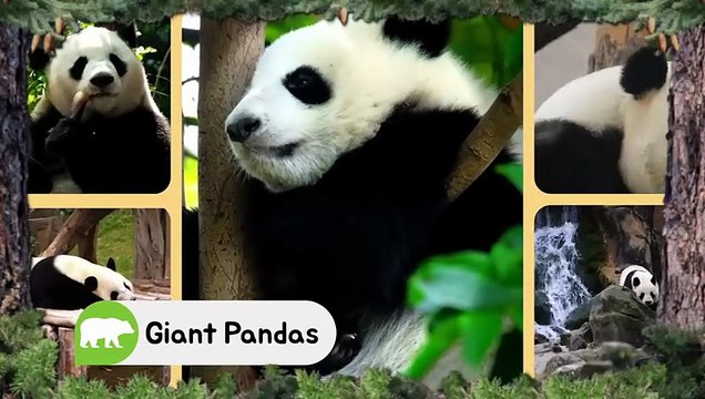 Bear Adventure with Cute Baby Panda | Fun Wildlife Moments Cute Bear baby | Panda