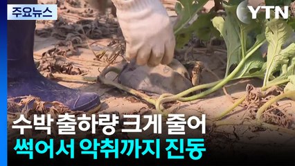 집중호우에 수박값 비싸져...농민·소비자 모두 피해 / YTN