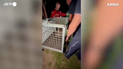 Due Wallabies in fuga tra Belgio e Francia, uno catturato a Wattrelos