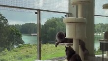 Welcome to Cat Paradise! 😻 New Toy, Total Joy! #cats #funnycats #funnyshorts #catvideo #fun