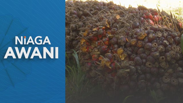 Harga minyak sawit diunjur stabil separuh kedua 2025