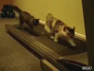 Cats on treadmill