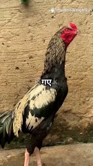 गाँव का मुर्गा बना बॉस! देखिए फनी हिंदी कार्टून