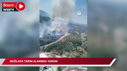Muğla'da ziraat alanında çıkan yangına müdahale ediliyor