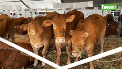 Foire de Libramont: Pascal à consacré sa vie à l'amour des vaches