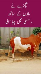 BACHARY ne RASSI Chaba li😲