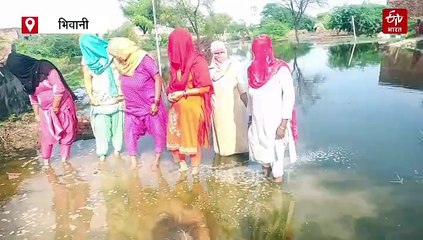 भिवानी में किसानों ने खड़ी फसल पर चलाया ट्रैक्टर, जलभराव से 300 एकड़ में लगी फसल बर्बाद