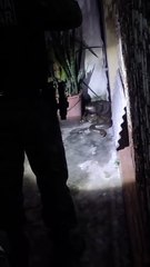 Sucuri de 3 metros surpreende em Belém