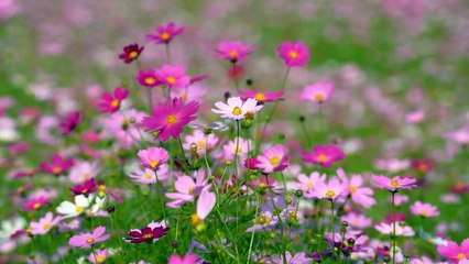 বাংলা চটি গল্প।।#গল্প 06