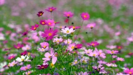 বাংলা চটি গল্প।।#গল্প 14