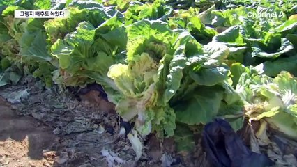 폭염에 해발 700m 고랭지 배추도 녹았다