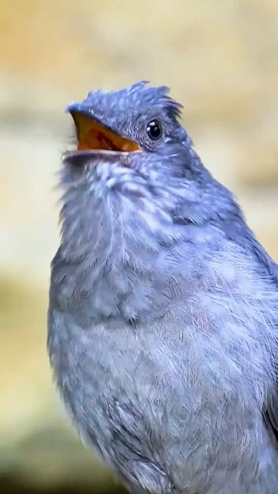 Amazing animal sounds nature animals foryourpagewildlifevideos