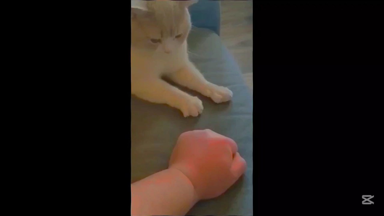 These Cats Are So Funny You'll Laugh Till It Hurts! 😂🐱 | Funny Cat Compilation