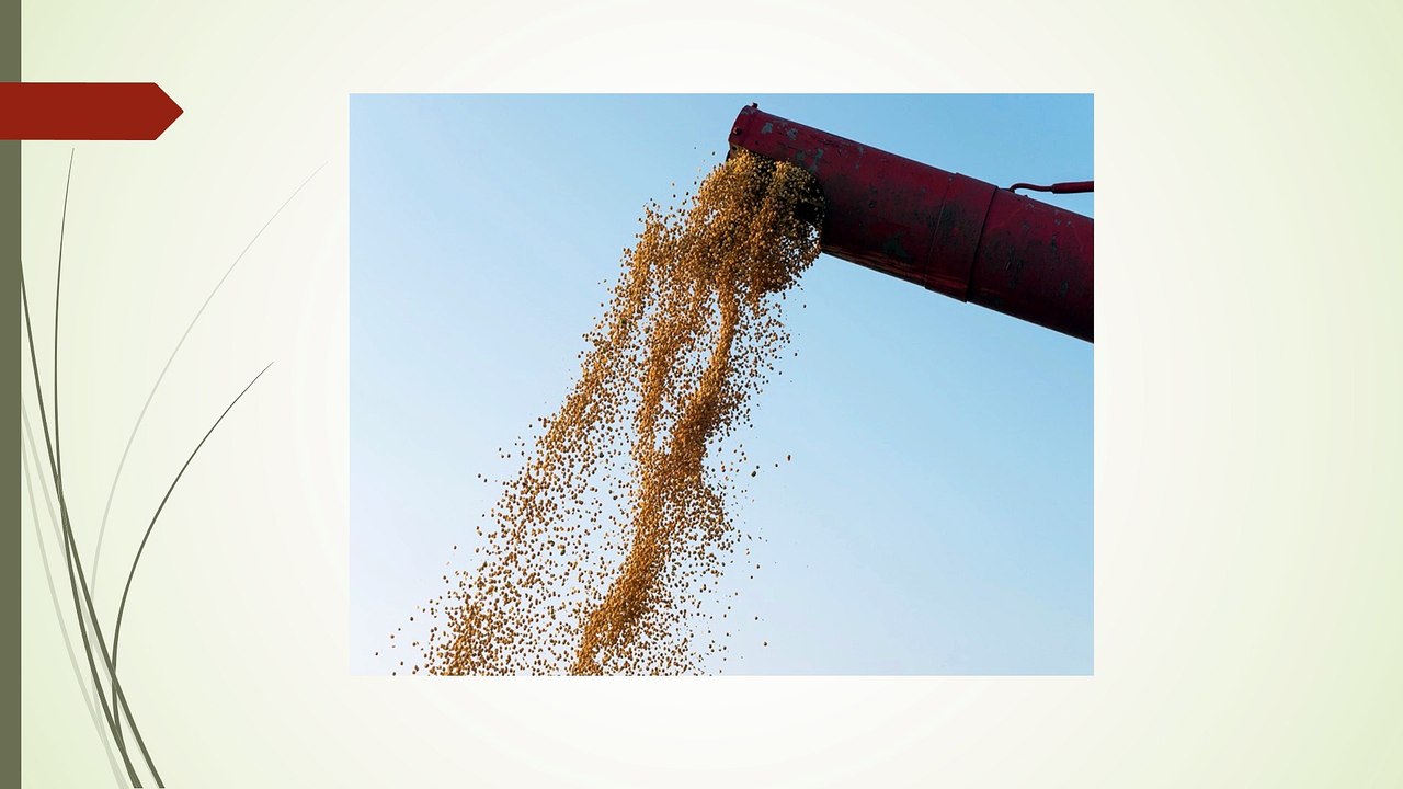Streamlining Grain Handling with Hopper Bottom Silos in India