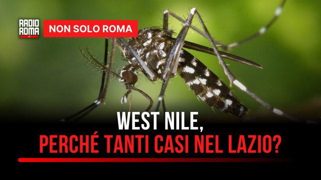 West Nile, oltre 20 contagi: perché tanti casi nel Lazio?