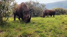 Os animais mais fofos do mundo N•114