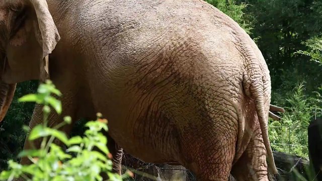 Os animais mais fofos do mundo N•115
