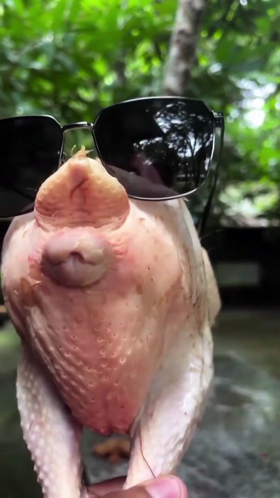 Really|| 🤣🤣🐔 Fun to lot ||