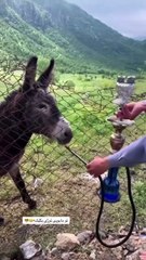 Future Donkey|| Fun to Lot 😎