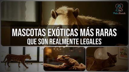 Las 5 Mascotas Exóticas Más Raras Que Son Realmente Legales