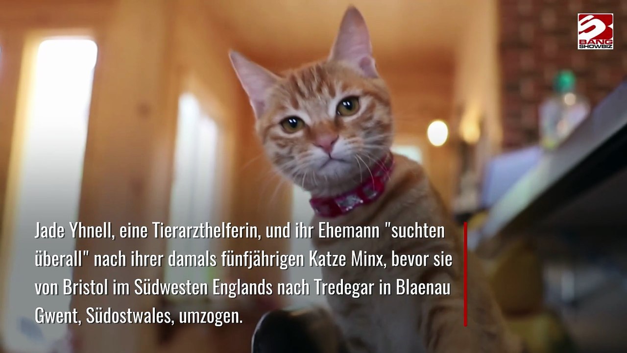 Katze nach 13 Jahren wieder mit Besitzerin vereint