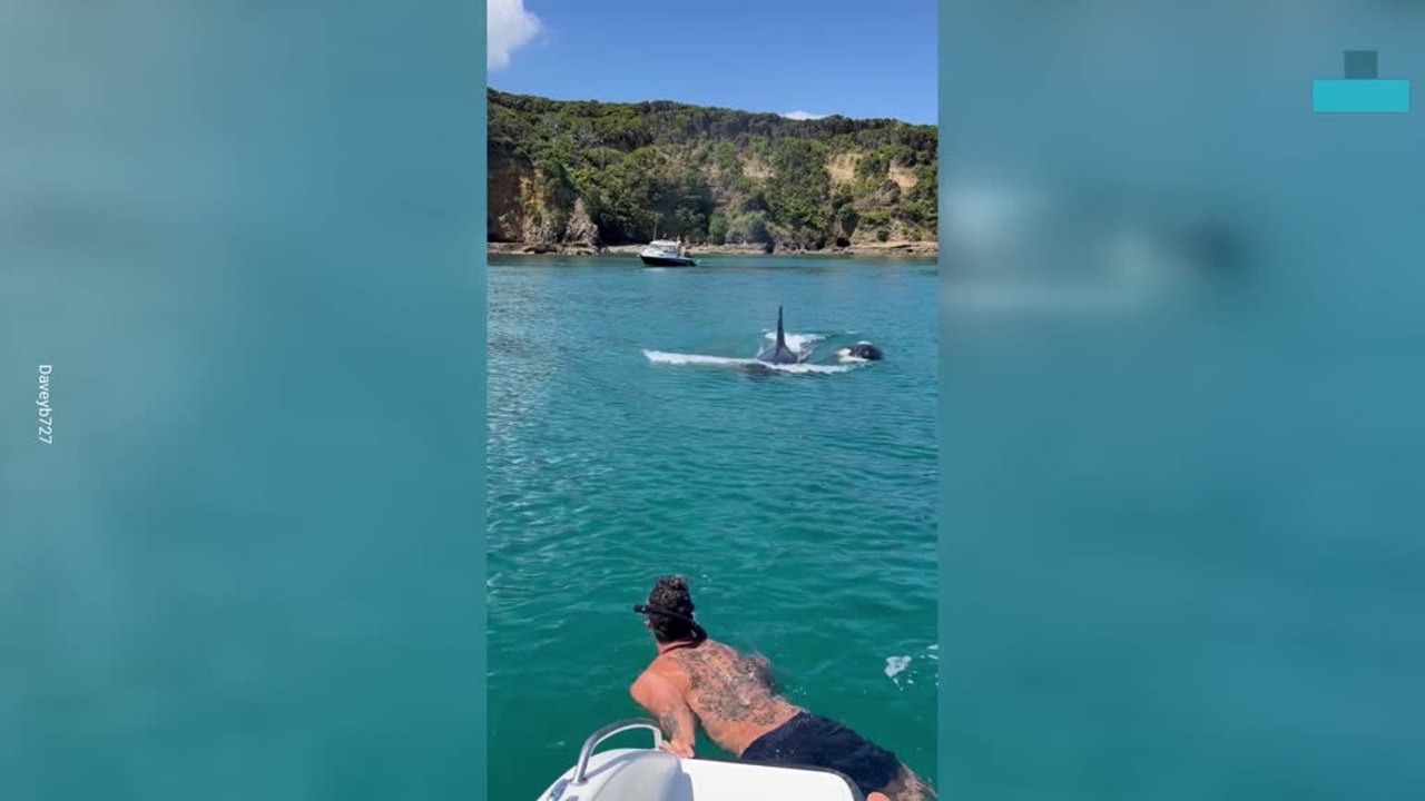Orca Encounter