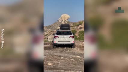 Mountain Goats Climb Onto Car