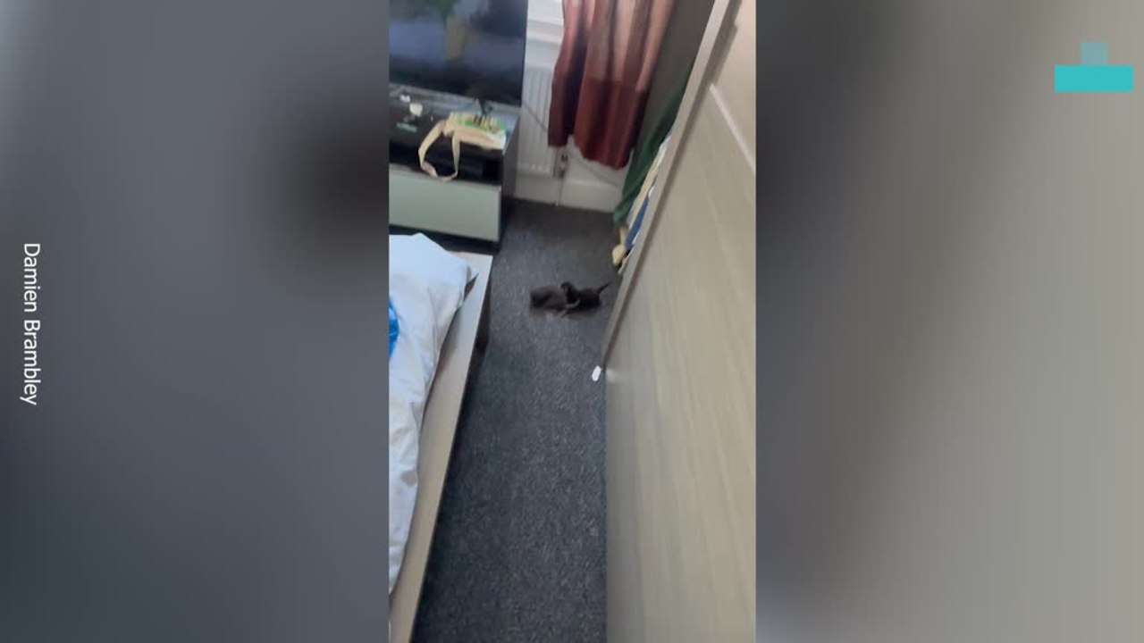 Finding Five Kittens in My Wardrobe