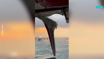 Pelicans Fishing With Stunning Reflections and Close-ups on the Water