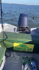 VÍDEO: Cachorra que nadava no mar é resgatada por marinheiro no litoral do Paraná