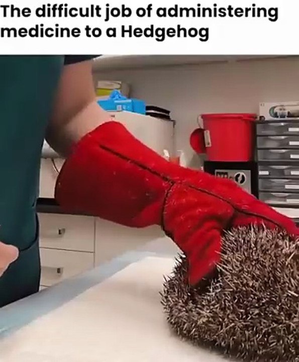 sound look like sonic