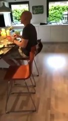 Paws-itively Hilarious: Human Gets Rekt by Tiny Terror!