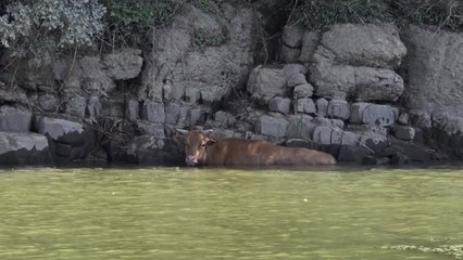 산청 소가 폭우로 진주까지...무사 구조 / YTN