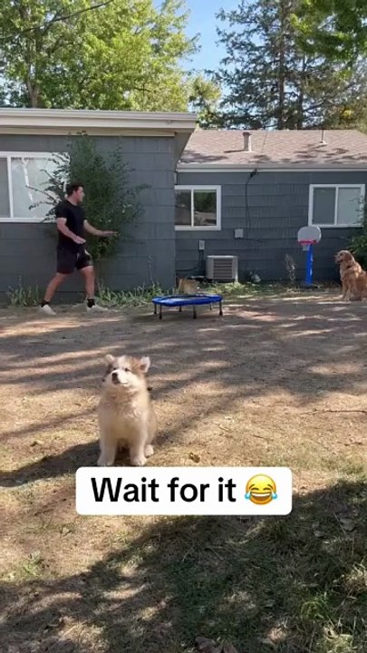 More Funny Pet Clips😂