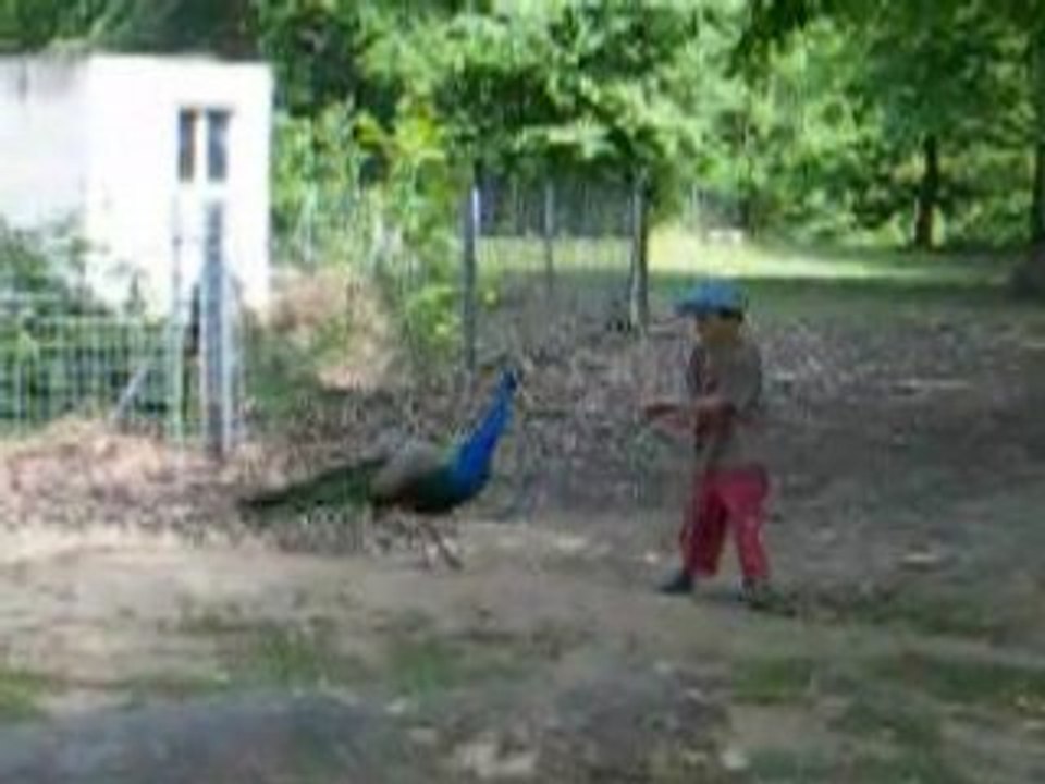 zoo Attilly