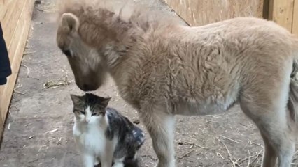 Sweetest friendship ever blossoms between a cat and a pony