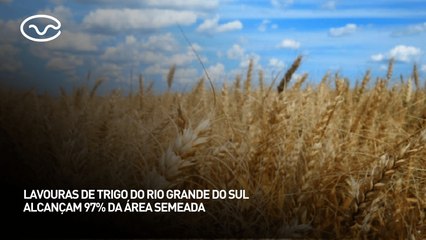 Lavouras de trigo do Rio Grande do Sul alcançam 97% da área semeada