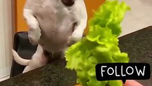 dogs try salad for the first time their reaction is priceless! 😂