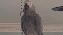 parrot tells Alexa to play music too funny! 😂