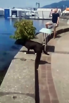 Laughs Gags Funny Clips