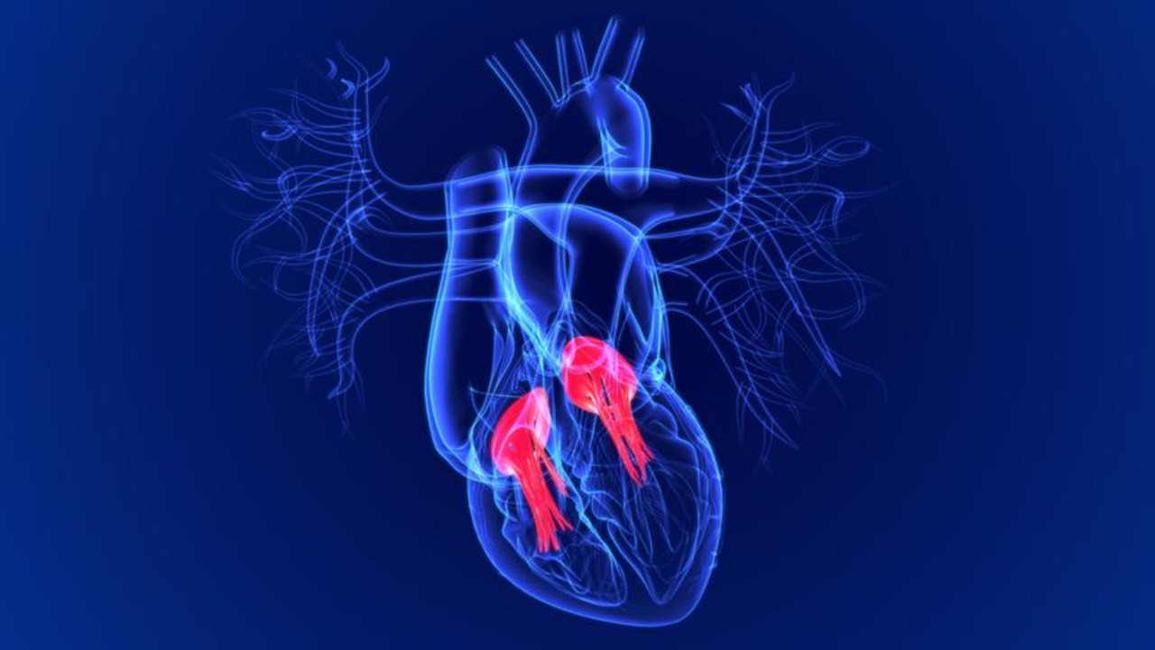 Valvole cardiache usurate: riparazione o sostituzione?