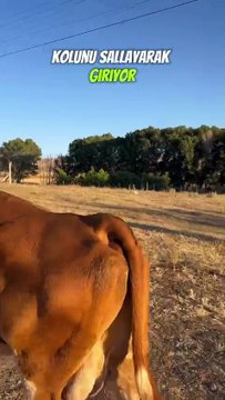 Hayvan besicisinin isyanı: Üreticiye bulaşmış adaletsizlik