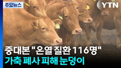 중대본 "온열 질환 116명"...가축 폐사 피해 눈덩이 / YTN