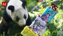 ¿Quién es Xin Xin, la última panda gigante nacida en México? Su historia y lo que viene después